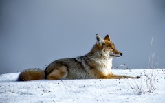 Desktop image. Animals. ID:87116