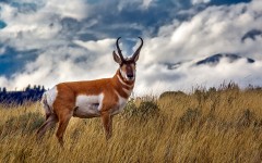 Desktop image. Animals. ID:87117