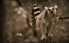 Desktop image. Animals. ID:87150