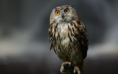 Desktop image. Animals. ID:87177