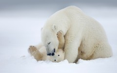 Desktop image. Animals. ID:87207