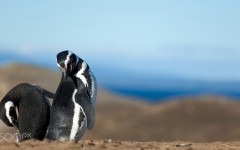 Desktop image. Animals. ID:87211