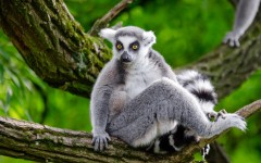Desktop image. Animals. ID:87259