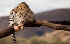 Desktop image. Animals. ID:87346