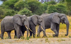 Desktop image. Animals. ID:87370
