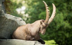 Desktop image. Animals. ID:87557