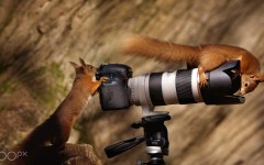 Desktop image. Animals. ID:87560