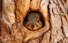 Desktop image. Animals. ID:87619