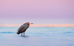 Desktop image. Animals. ID:87622