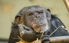 Desktop image. Animals. ID:87623
