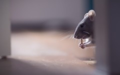 Desktop image. Animals. ID:87731