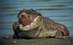 Desktop image. Animals. ID:87737
