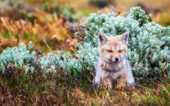 Desktop image. Animals. ID:87759