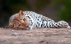 Desktop image. Animals. ID:87797
