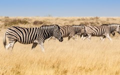 Desktop image. Animals. ID:87943