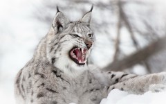 Desktop image. Animals. ID:88230
