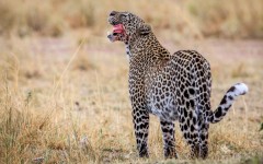 Desktop image. Animals. ID:88272
