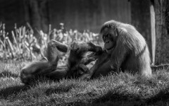 Desktop image. Animals. ID:88326