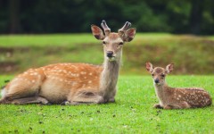Desktop image. Animals. ID:88349