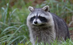 Desktop image. Animals. ID:88423