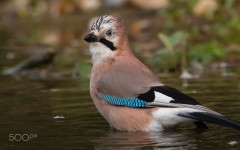 Desktop image. Animals. ID:88424