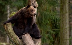 Desktop image. Animals. ID:88428