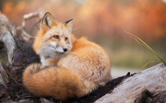 Desktop image. Animals. ID:88429