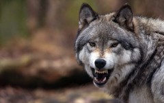 Desktop image. Animals. ID:88433