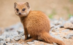 Desktop image. Animals. ID:88449
