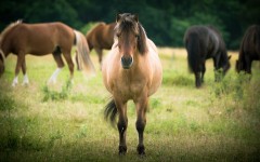 Desktop image. Animals. ID:88453