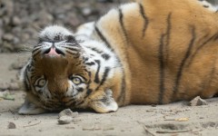 Desktop image. Animals. ID:88508