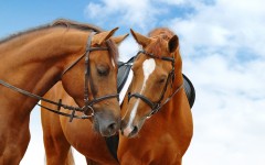 Desktop image. Animals. ID:88558