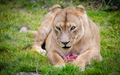 Desktop image. Animals. ID:88587