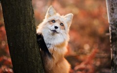 Desktop image. Animals. ID:88591