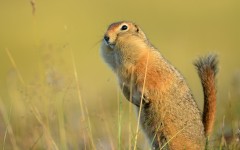 Desktop image. Animals. ID:88596