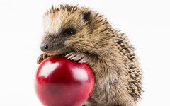 Desktop image. Animals. ID:88601