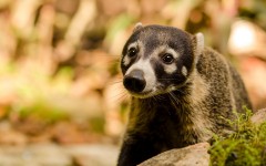 Desktop image. Animals. ID:88646