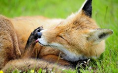 Desktop image. Animals. ID:88689