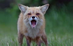 Desktop image. Animals. ID:88739