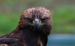 Desktop image. Animals. ID:88764