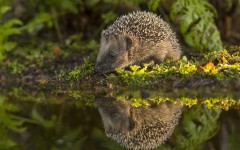 Desktop image. Animals. ID:88768