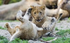 Desktop image. Animals. ID:88772