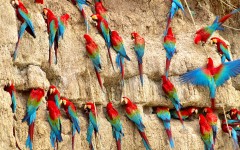 Desktop image. Animals. ID:88781