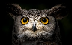 Desktop image. Animals. ID:88796