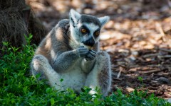 Desktop image. Animals. ID:88801