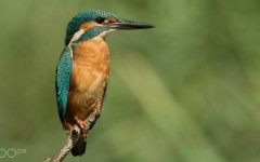 Desktop image. Animals. ID:88802
