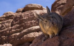 Desktop image. Animals. ID:88805