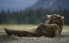 Desktop image. Animals. ID:88812