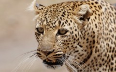 Desktop image. Animals. ID:88833