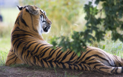 Desktop image. Animals. ID:88843
